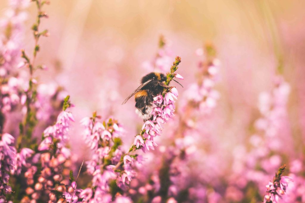 Alles wat je moet weten over propolis!